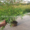 南天竹 南天竹小苗 天竹大苗 規(guī)格齊全 量大從優(yōu) 南天竹杯苗