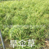 旱傘草 水生植物 水質凈化 蕭山 水生基地 池塘綠化