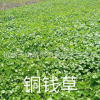 香菇草 ，銅錢草 大量批發防輻射 水生植物批發 基地直銷