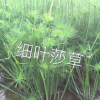供應水生植物-細葉莎草，大量出售細葉莎草