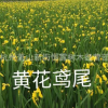 黃花鳶尾 黃菖蒲 旱傘草 水菖蒲 紫嬌花 水生植物基地優質供應