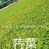 狐尾藻 聚草 水生花卉園林綠化 量大優惠