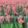 美人蕉 紅花黃花 水生粉花美人蕉 水生植物 大量供應 品種齊全