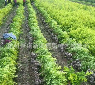 基地直銷 綠化工程 金森女貞 毛球 各種規格
