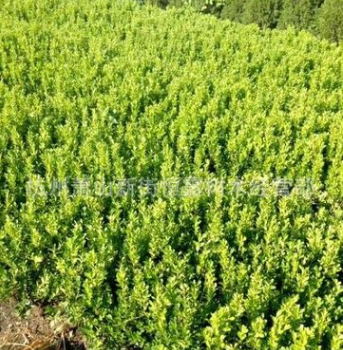 綠化工程 小葉黃楊 黃楊球 小葉黃楊球 瓜子黃楊球 地被綠化