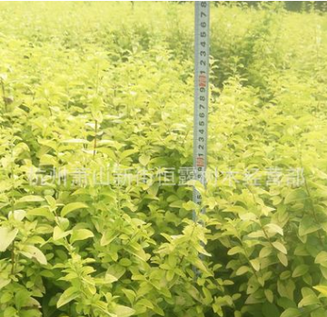 供應金葉女貞 金葉女貞色塊 金葉女貞毛球 批發綠化工程