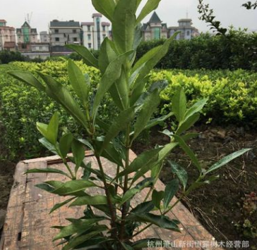供應法國冬青 青珊瑚 批發灌木綠化工程常綠灌木灌木 綠化法青