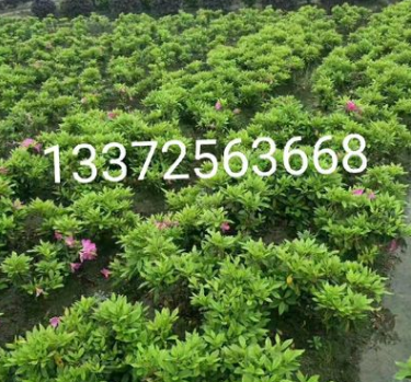 綠化工程 杜鵑 夏鵑 毛娟 春娟 西洋杜鵑花 杭州蕭山