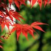 紅楓
