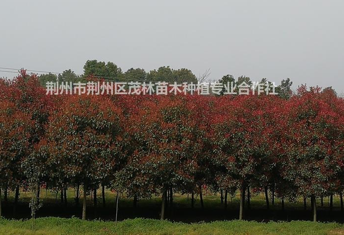 大小規(guī)格紅葉石楠基地