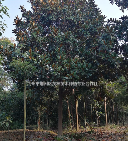 湖北[產(chǎn)品]/湖北廣玉蘭 廣玉蘭基地直銷價(jià)格/報(bào)價(jià)