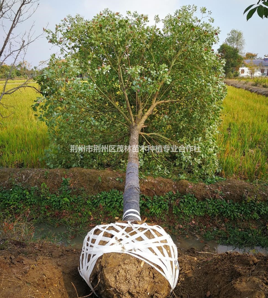 湖北香樟樹(shù) 香樟樹(shù)價(jià)格 荊州香樟樹(shù)批發(fā)/供應(yīng)
