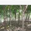 大量供應7-9公分優質幌傘楓地苗