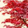 基地直銷 優質紅楓綠化苗木紅楓小苗本紅楓 規格齊全