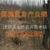國槐小苗 綠化苗木批發 工程花卉樹苗 國槐樹苗 國槐苗 國槐種子