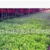 現貨直銷 金邊冬青 金邊黃楊 金邊衛矛 色塊植物 籬笆 庭院植物