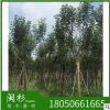 福建黃花風鈴木樹種植基地 供應 少花 多花黃花風鈴木