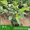 花葉銀邊假連翹地被袋苗綠植批發 廠家直銷行道園林景觀綠化工程