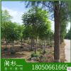 藍花楹 福建規格齊全基地批發廠家直銷行道園林景觀綠化工程