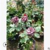 批發月季香水月季 大紅花月季 豐花月季 盆載月季 量大從優
