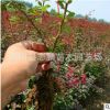 批發紅葉小檗工程紅葉小檗 銷售紅葉小檗 小苗紅葉小檗 量大從優