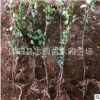 供應小葉女貞叢生小葉女貞 綠化小葉女貞 銷售小葉女貞 質優價廉