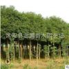 批發欒樹叢生欒樹 綠化欒樹 10cm-12cm欒樹 銷售欒樹 量大從優