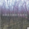 園林綠化可盆栽庭院觀花植物 紅梅小苗價格 紅綠梅小苗造型盆景