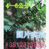 苗圃大量供應1--15公分紫藤，1--3年生苗 量大從優 歡迎采購