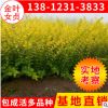 苗圃綠化苗木 金葉女貞2-4分枝 黃葉女貞苗批發 綠化工程苗木