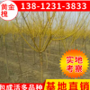 基地批發龍爪槐小苗 3-5公分黃金槐樹苗 金枝槐速生苗