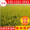 綠化工程龍柏苗 園林嫁接龍柏小苗造型小龍柏價格 苗圃灌木批發