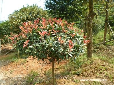 紅葉石楠