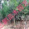 供應果樹苗 石榴樹 石榴苗 當年結果