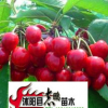 出售果樹苗木 櫻桃 櫻桃樹苗 1--2米高 量大從優