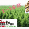 批發 雪松苗 雪松小苗 雪松樹苗 綠化工程苗木規格齊全 量大優惠