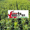 大量供應甜茶苗 可嫁接海棠量大從優