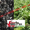 玉簪 青葉玉簪花 金邊玉簪 花葉玉簪 盆栽植物 園林植物