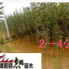 大量出售西湖海棠 垂絲海棠大小苗 規格齊全 品種齊全苗高20--2米