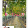 供應綠化喬木 無患子 無患子樹苗 種子 規格齊 5--12公分