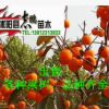 出售果樹苗木 柿樹苗 柿樹小苗規格齊全