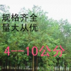 供應綠化苗木 烏桕樹 烏桕大小苗 種子 2--20公分