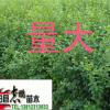 供應小葉女貞苗 小葉女貞球 苗高30--60 球P50--120 量大