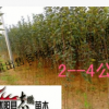 供應西湖海棠 垂絲海棠 大小苗 北美海棠苗 品種齊全 規格齊全