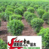 出售綠化苗木 水蠟 水蠟苗2--3分枝 20--50高 量大從優