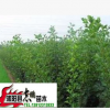出售果樹苗木 山楂樹樹苗 規格齊全 小苗50--2米高