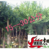 供應綠化苗木 三角楓 三角楓樹苗 大小苗 規格齊全