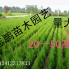 苗圃大量出售 蜀儈種子 塔柏 大小苗 20--3米高