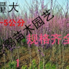 苗圃出售紫荊 紫荊小苗 巨紫荊小苗 成活率好 規格齊全