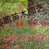 供應南天竹 紅天竹大小苗 規格齊全 量大從優